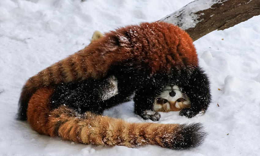 逗趣！美動(dòng)物園小熊貓雪中嬉鬧打滾(組圖)