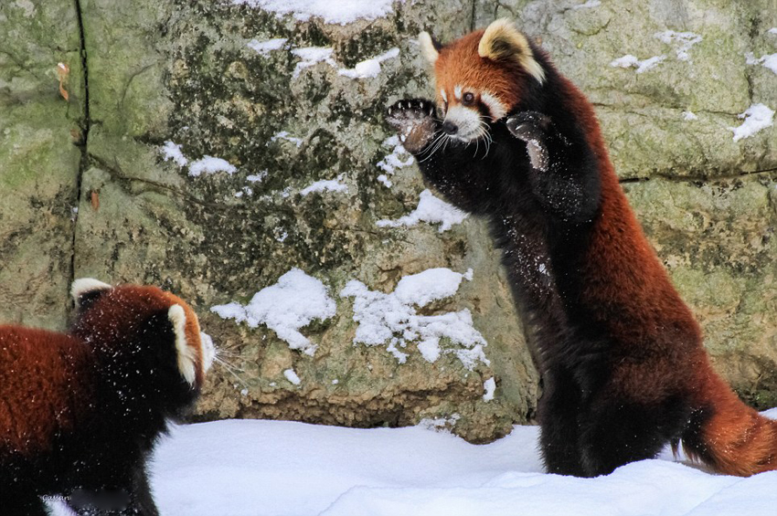 逗趣！美動物園小熊貓雪中嬉鬧打滾(組圖)