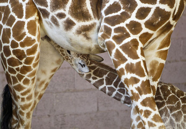 Motherly affection
