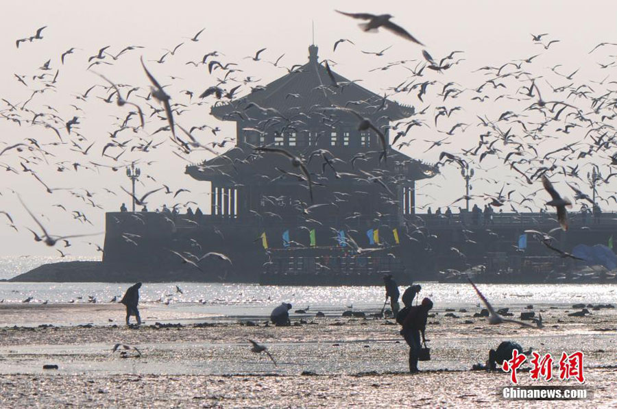 Best season for bird-watching in Qingdao