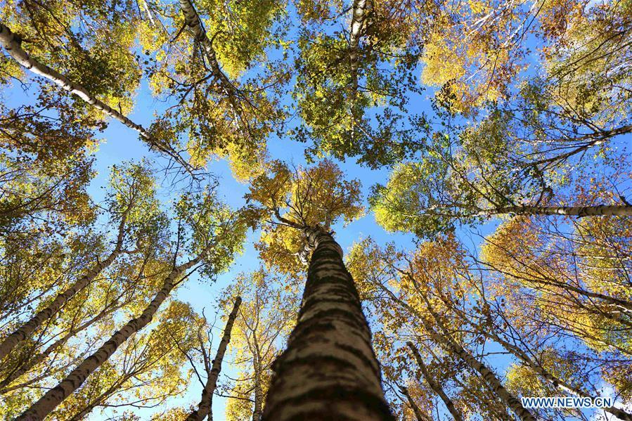 Scenery of Saihanba forest in N China's Hebei