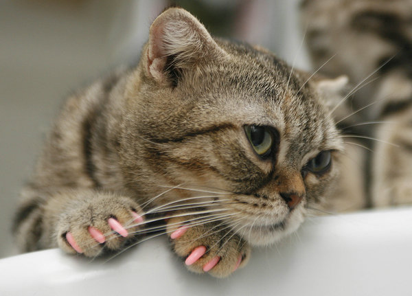 To declaw or not to declaw