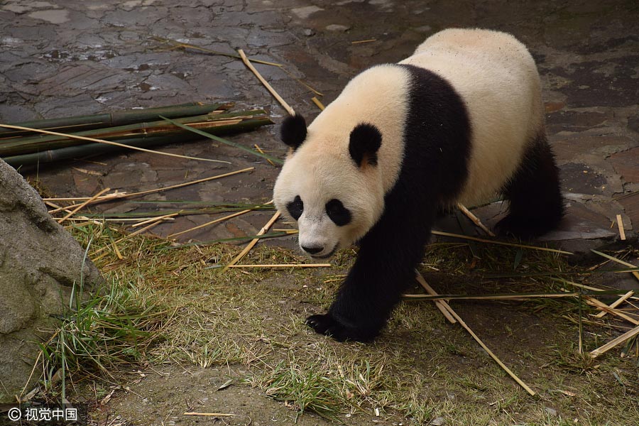 Panda cubs move to Dutch palace`