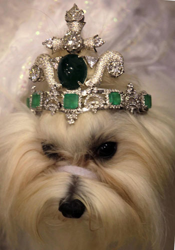 Dog fashion show in Bangkok