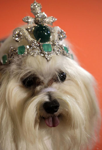 Dog fashion show in Bangkok