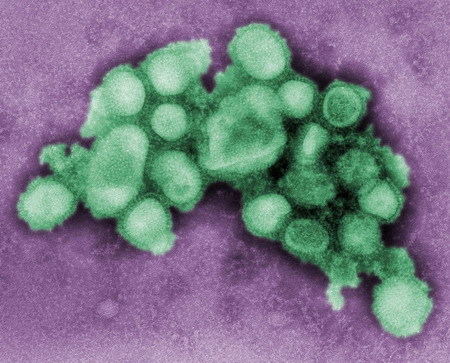 Countries join battle against swine flu