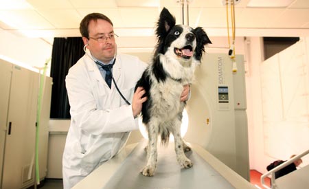 Dog survives cancer