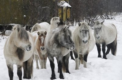 One scientist's hobby: recreating the ice age