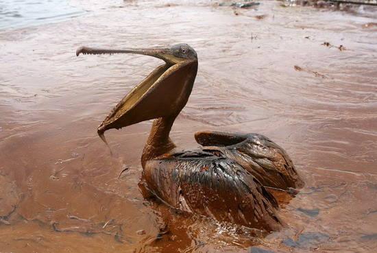 Gulf gets taste of recovery one year after spill
