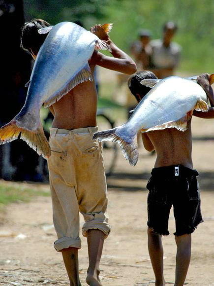How big can giant fish grow exactly?