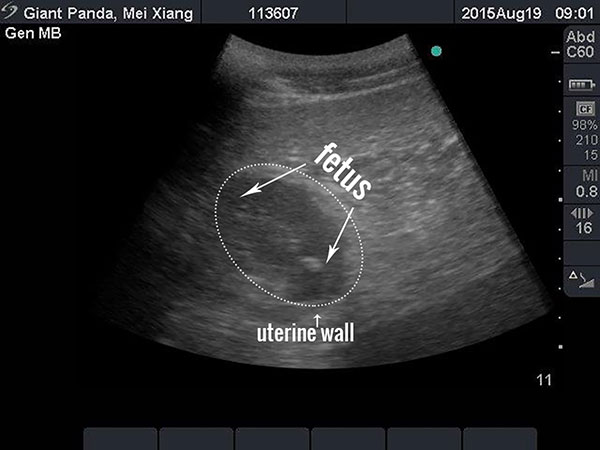 Giant panda gives birth at Washington's National Zoo
