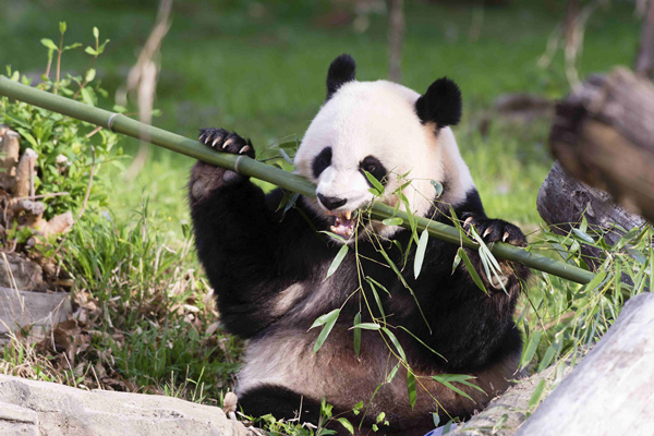 Double happiness as giant panda gives birth to twins in US