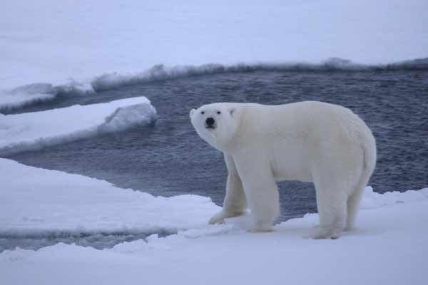 Record warmth in Arctic threatens walruses, forces fish northward: report