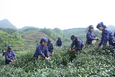 天臺山云霧茶
