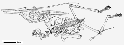科學(xué)家發(fā)現(xiàn)世界上最小的樹(shù)棲翼龍