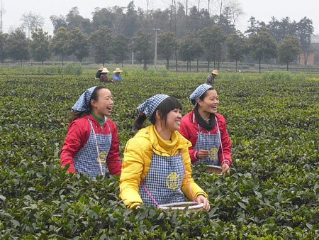 湖南茶園初春時(shí)節(jié)采茶忙