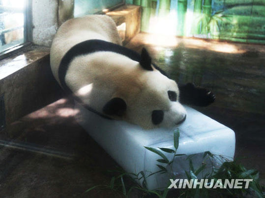 武漢動(dòng)物園投放冰決降溫[組圖]