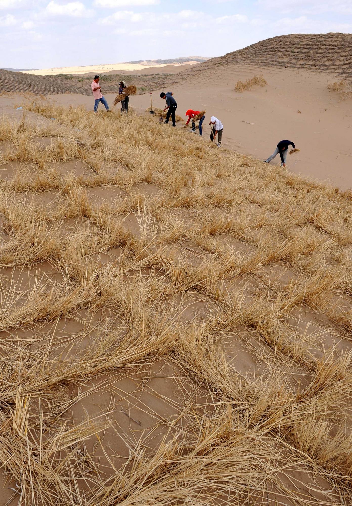 治理荒漠 保衛(wèi)家園