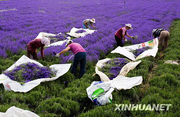 伊犁河谷萬(wàn)畝薰衣草開鐮收割[組圖]
