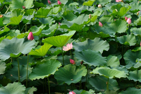 夏日酷暑 荷花爭(zhēng)艷[組圖]