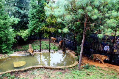 到云南野生動(dòng)物園“深入虎穴”近距離接觸老虎