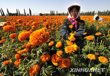 初秋，收獲的是鮮花[組圖]