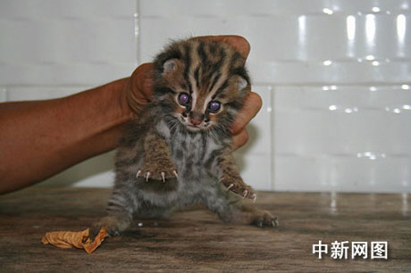 四川長寧發(fā)現(xiàn)不明野生動物 有待專家確認