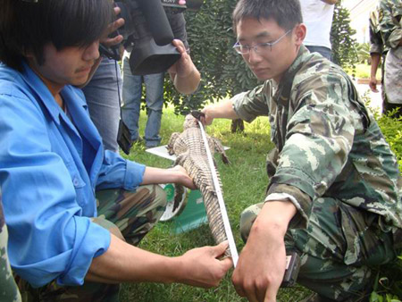 昆明武警森林支隊安寧大隊解救鱷魚 移交動物收容中心(圖)