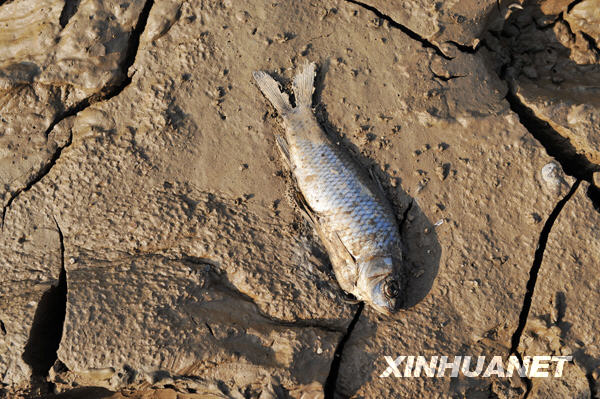 洞庭湖出現(xiàn)歷史罕見(jiàn)低水位