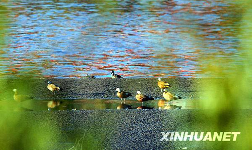 飛鳥(niǎo)翔集高原古城[組圖]