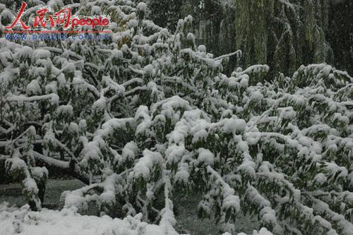 北京受降雪影響部分航班延誤 已啟動應(yīng)急預(yù)案