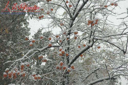 北京受降雪影響部分航班延誤 已啟動應(yīng)急預(yù)案
