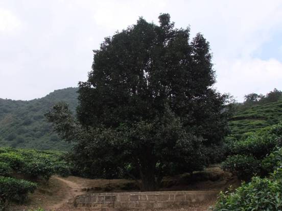 南澗彝族自治縣無(wú)量山中“大山茶王”