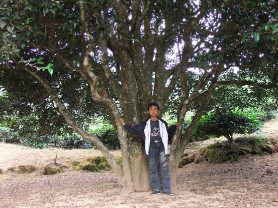 南澗彝族自治縣無(wú)量山中“大山茶王”