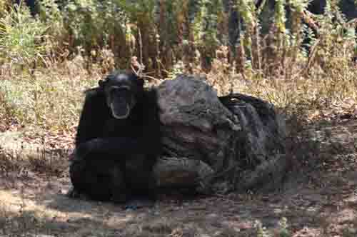 光棍節(jié)——云南野生動物園也有一批“剩男”和“剩女”