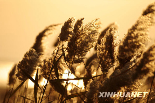 黃河三角洲濕地生態(tài)恢復(fù)