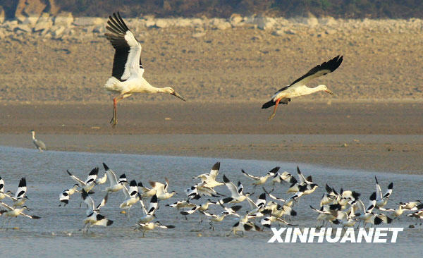 鶴舞鄱陽湖