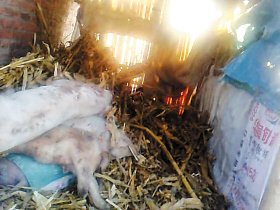 死豬私宰運銷網絡曝光：死豬肉加工成羊肉卷