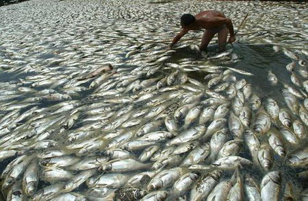 武漢東湖10萬(wàn)斤魚(yú)因污染死亡