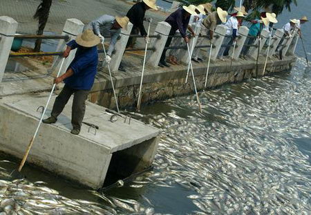 武漢東湖10萬(wàn)斤魚(yú)因污染死亡
